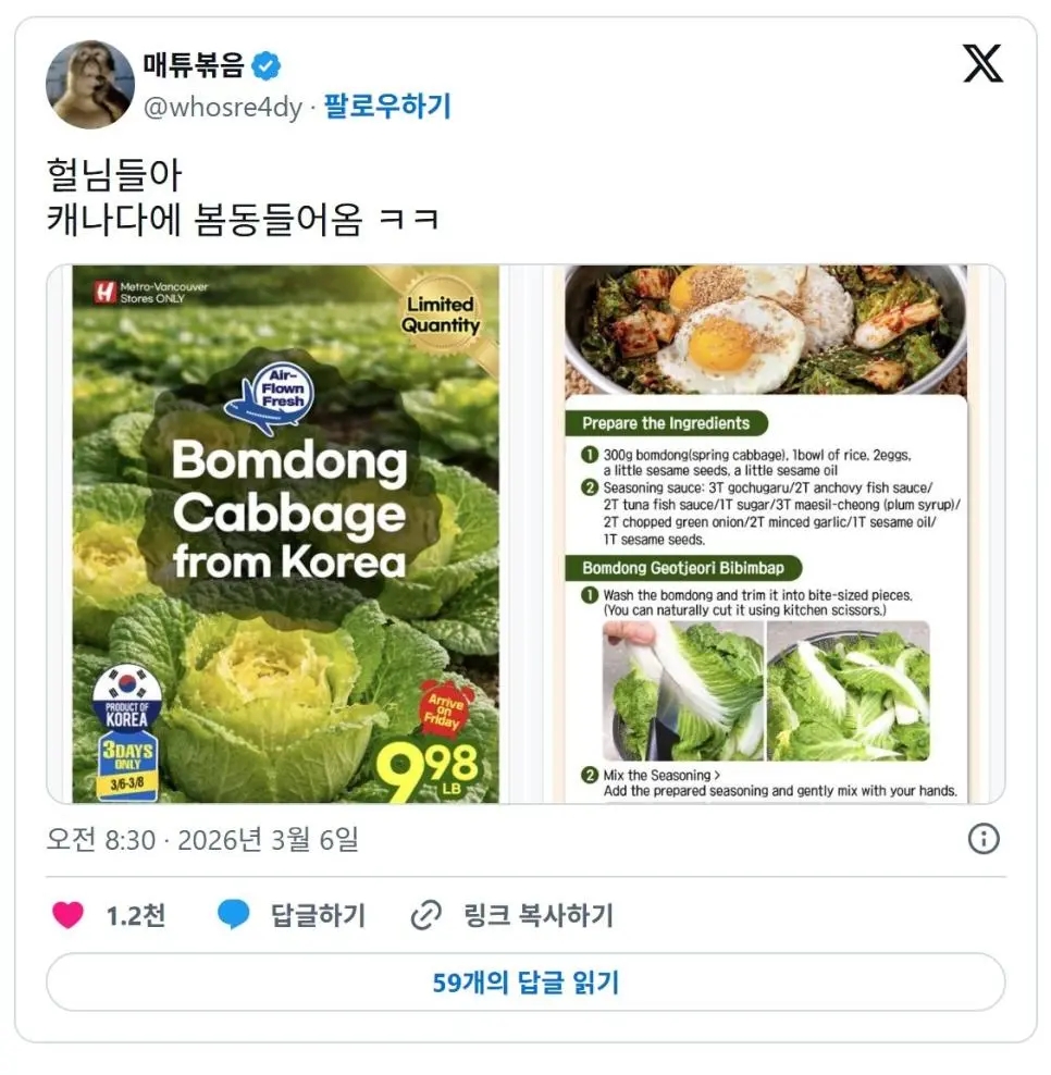 캐나다에서 유행 시작했다는 봄동 - 이미지 1