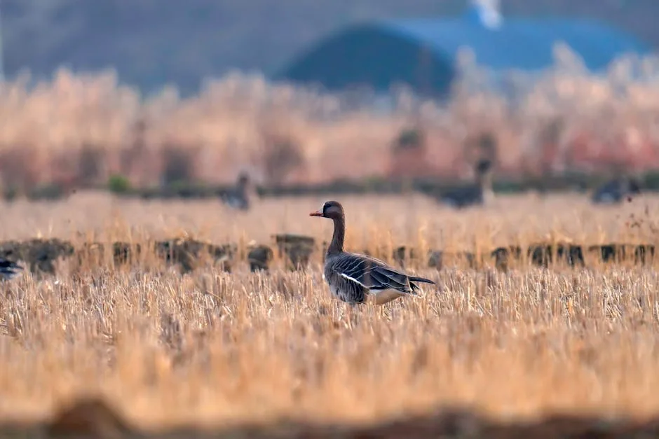 양조위 관련 이미지