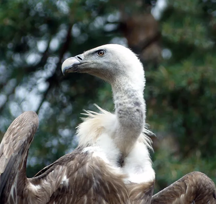 코너 그리핀 관련 이미지