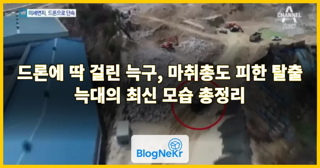 드론에 딱 걸렸다…늑구 최신 모습[컷!노컷잇슈] 관련 이미지