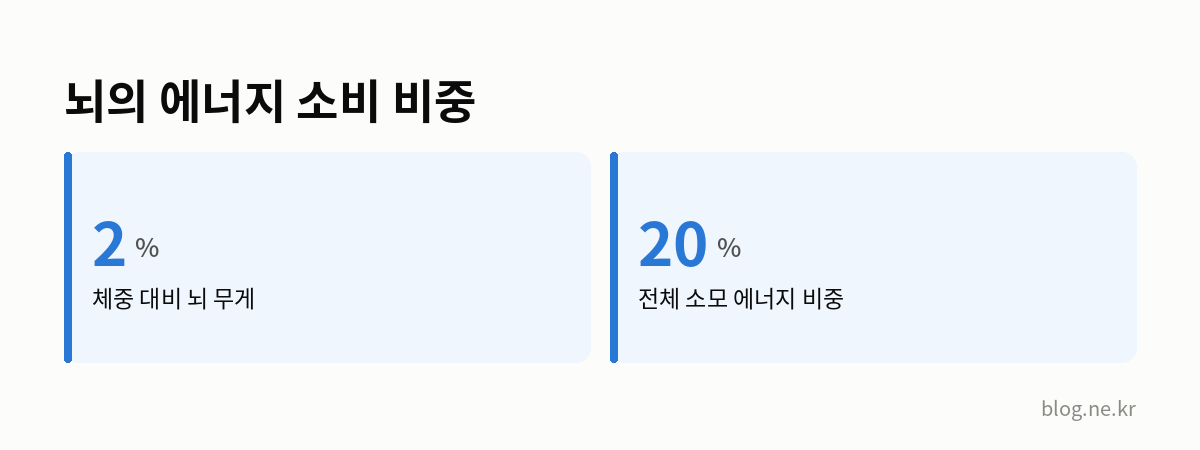 뇌의 에너지 소비 비중 인포그래픽
